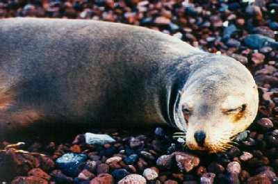 Sleeping Sea Lion