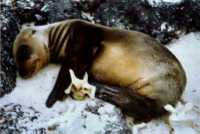 Baby Sea Lion