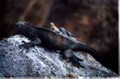 Lava LIzard