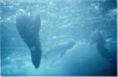 Sea Lions underwater